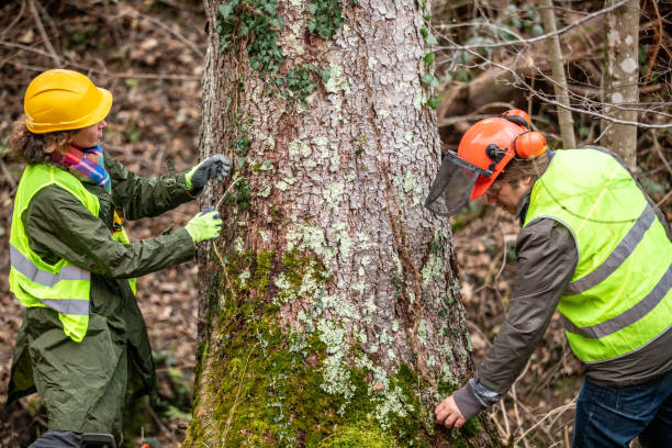 Trusted Mingo Junction, OH Tree Removal Services Experts